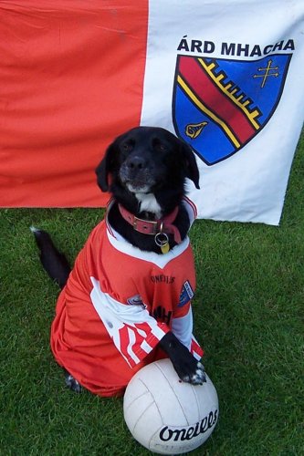 Bubbles from Maghery showing his colours
