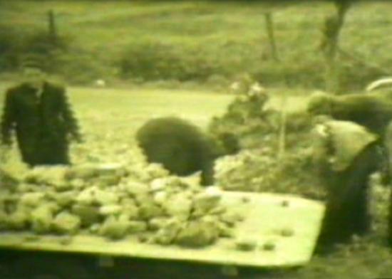 The more youthful volunteers gathered rocks and stones from the field.